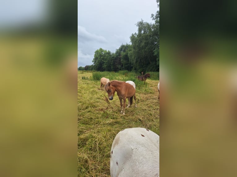 Shetland Ponies Stallion 2 years 10,1 hh Leopard-Piebald in Misselwarden