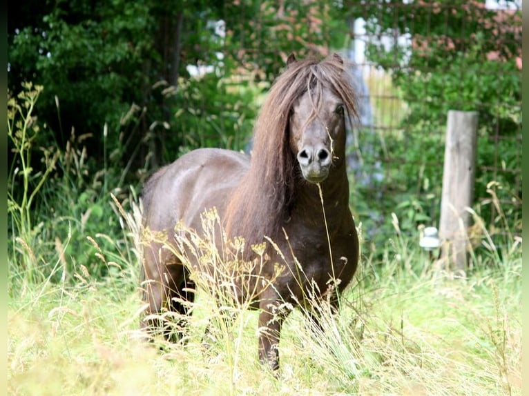 Shetland Ponies Stallion 2 years 10,1 hh Leopard-Piebald in Misselwarden