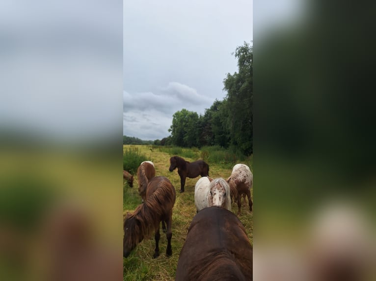 Shetland Ponies Stallion 2 years 10,1 hh Leopard-Piebald in Misselwarden