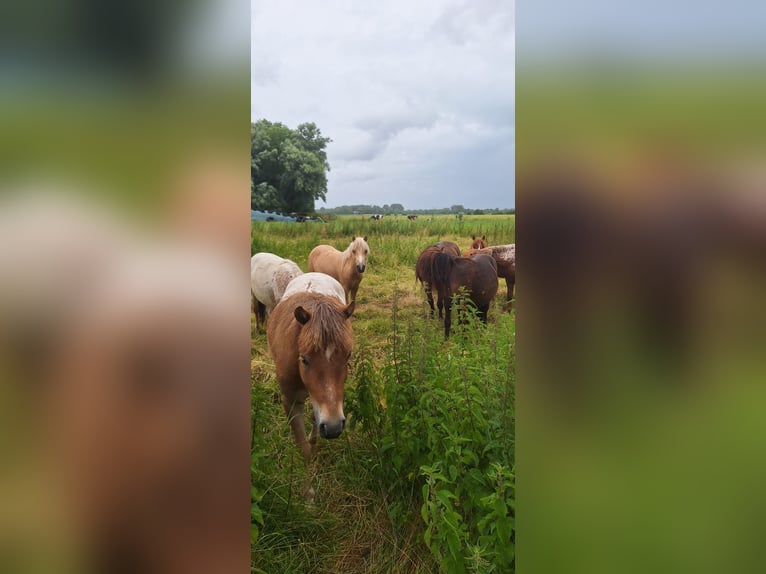 Shetland Ponies Stallion 2 years 10,1 hh Leopard-Piebald in Misselwarden