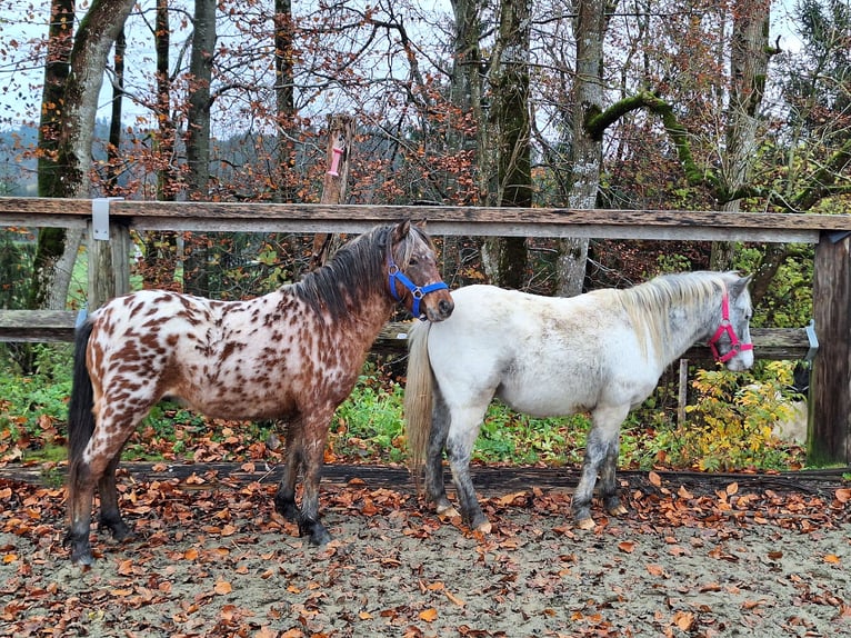 Shetland Ponies Stallion 2 years 10,1 hh Leopard-Piebald in Argenbühl