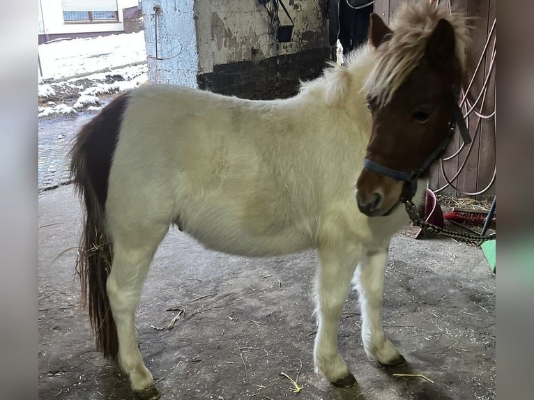 Mini Shetland Pony Stallion Pinto in Dätgen