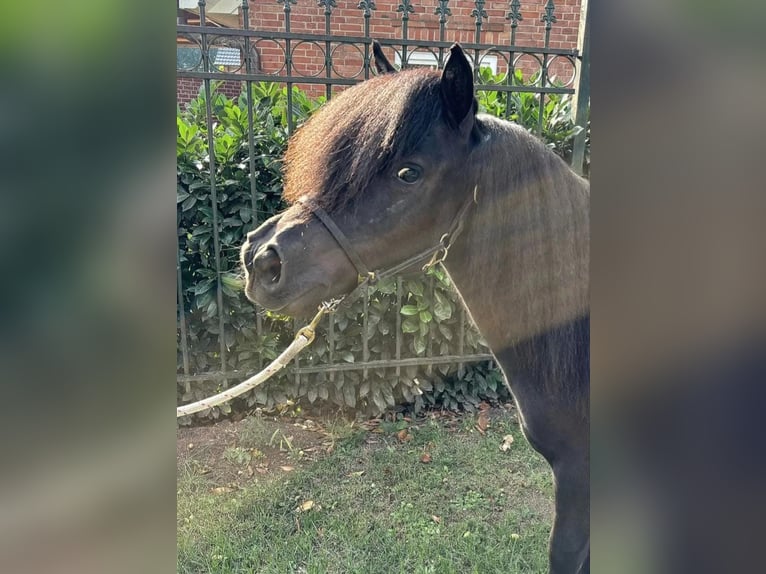 Shetland Ponies Stallion 2 years 10,2 hh Black in Wagenfeld