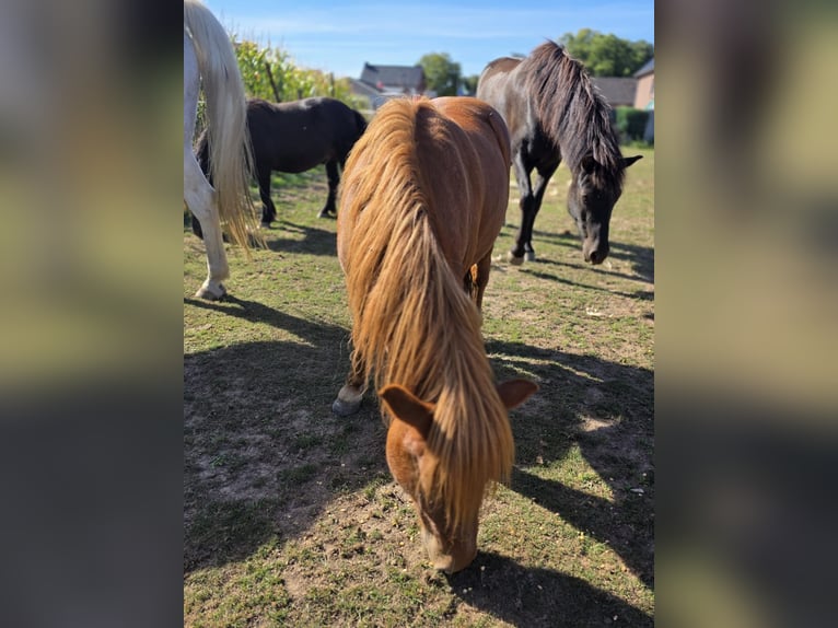 Shetland Ponies Stallion 2 years 10 hh Chestnut-Red in H&#xFC;ckelhoven