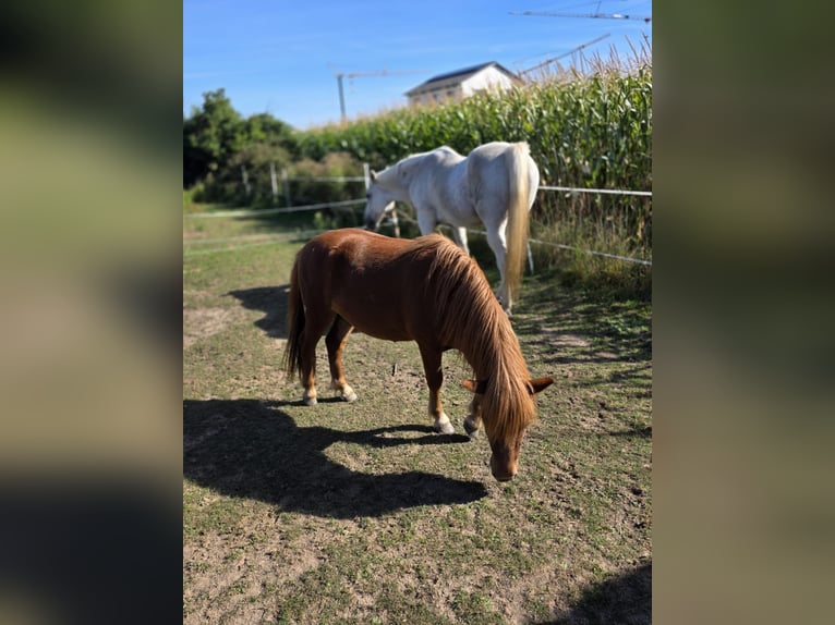Shetland Ponies Stallion 2 years 10 hh Chestnut-Red in H&#xFC;ckelhoven