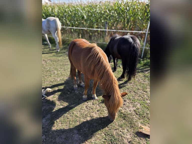 Shetland Ponies Stallion 2 years 10 hh Chestnut-Red in H&#xFC;ckelhoven