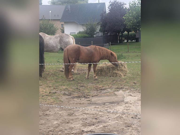 Shetland Ponies Stallion 2 years 10 hh Chestnut-Red in H&#xFC;ckelhoven
