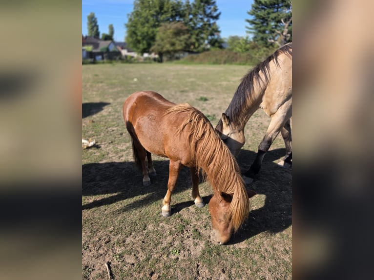 Shetland Ponies Stallion 2 years 10 hh Chestnut-Red in H&#xFC;ckelhoven