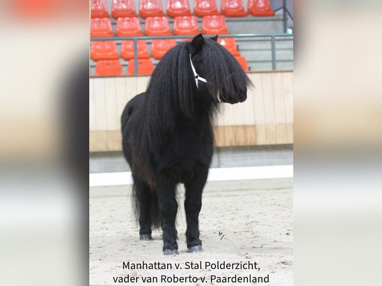 Shetland Ponies Stallion 2 years 10 hh Roan-Blue in Eeserveen