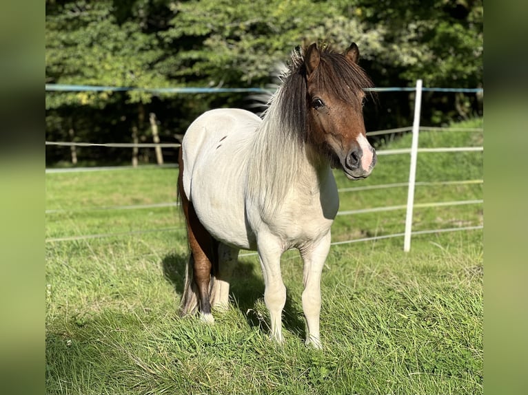 Shetland Ponies Stallion 2 years 10 hh Tobiano-all-colors in Saint-Léger-en-Yvelines