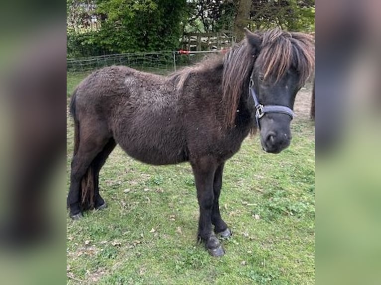 Shetland Ponies Mix Stallion 2 years 10,2 hh Black in 23b