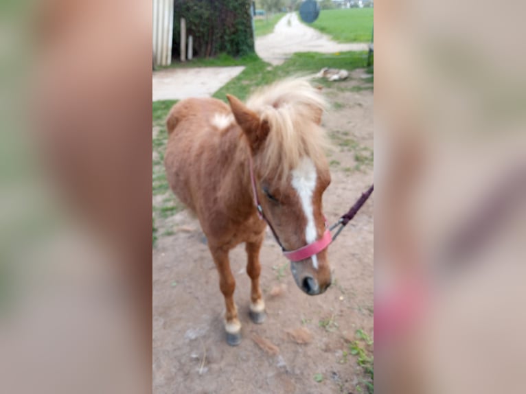 Shetland Ponies Stallion 2 years 10,2 hh Chestnut-Red in Großostheim