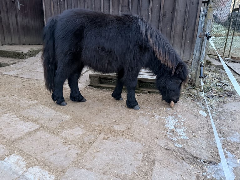 Shetland Ponies Stallion 2 years 7.3 hh Black in Duderstadt