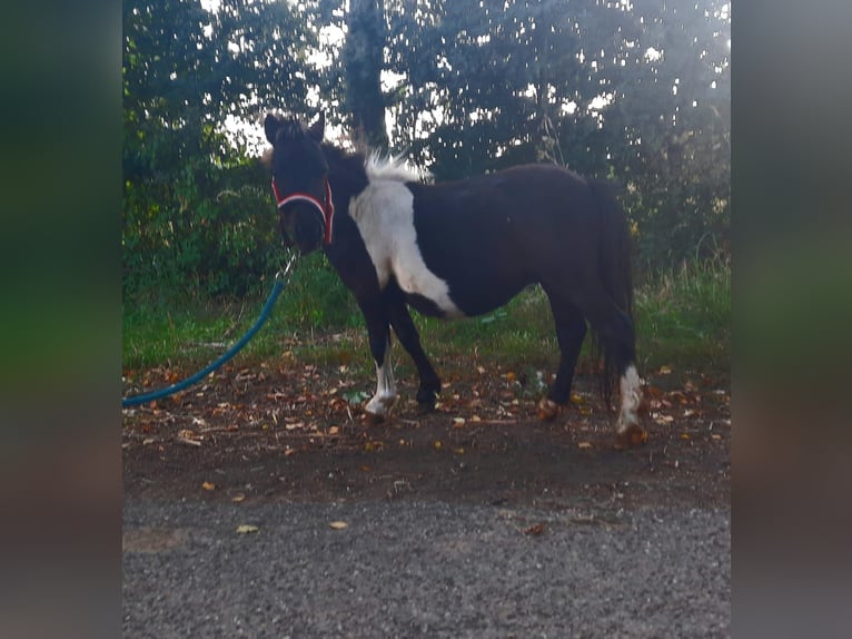 Shetland Ponies Stallion 2 years 7.3 hh  in Susteren