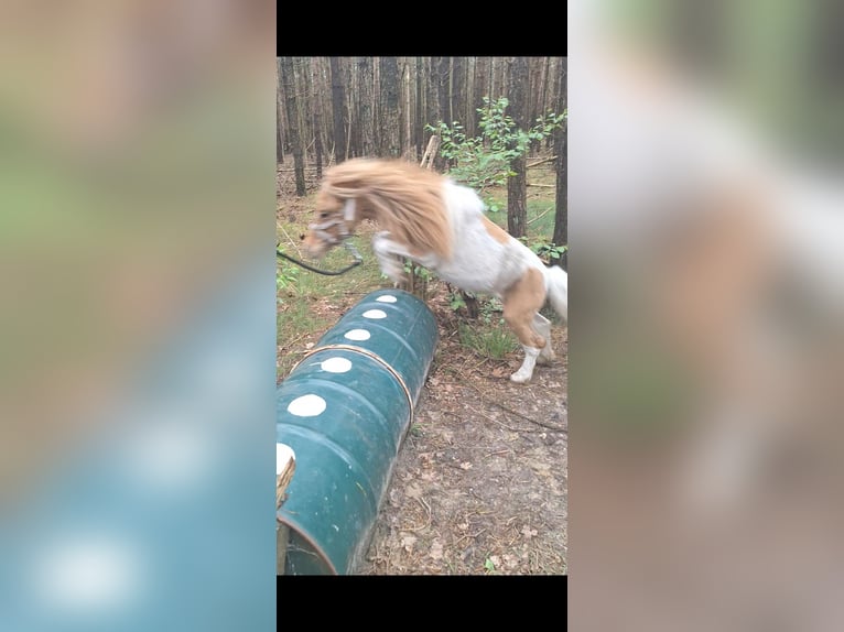 Shetland Ponies Stallion 2 years 7,3 hh Pinto in Pelt