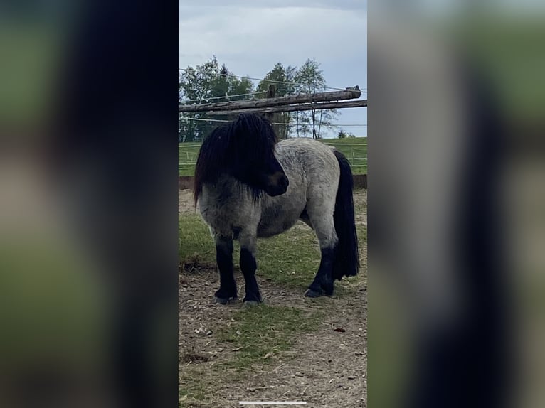 Shetland Ponies Stallion 2 years 7,3 hh Roan-Bay in Peiting