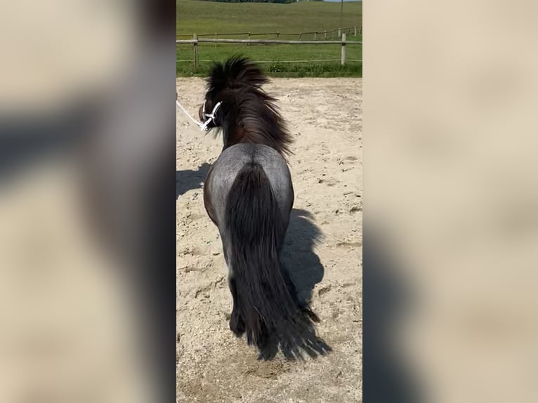 Shetland Ponies Stallion 2 years 7,3 hh Roan-Bay in Peiting