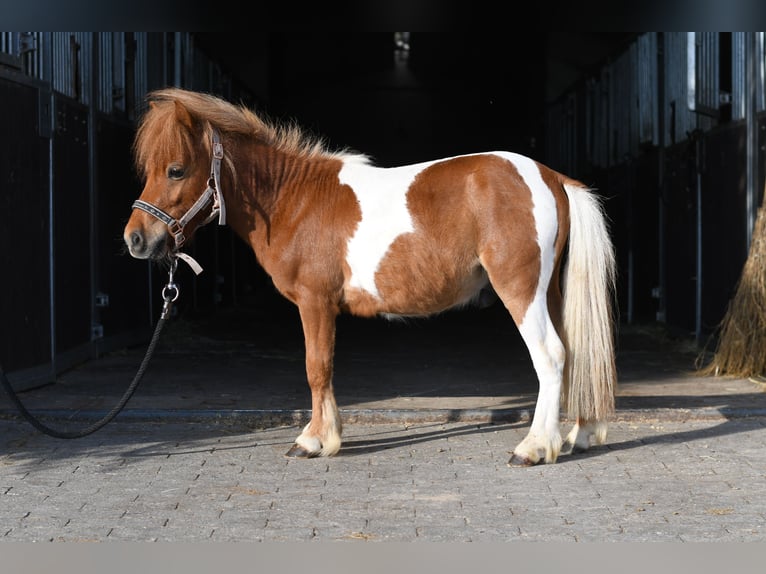 Shetland Ponies Stallion 2 years 8.1 hh Pinto in Geilenkirchen