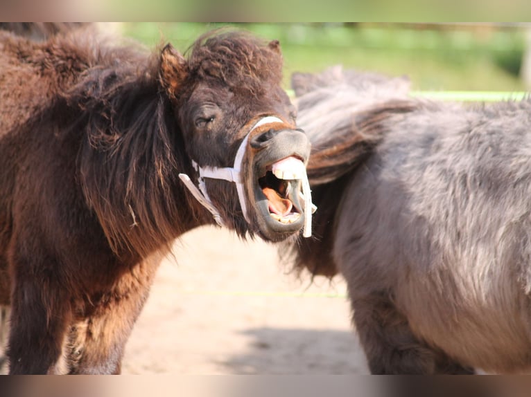 Shetland Ponies Mix Stallion 2 years 8,2 hh Bay-Dark in Kasseburg