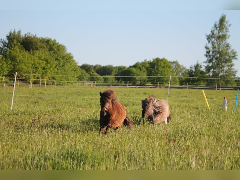 Shetland Ponies Mix Stallion 2 years 8,2 hh Bay-Dark in Kasseburg