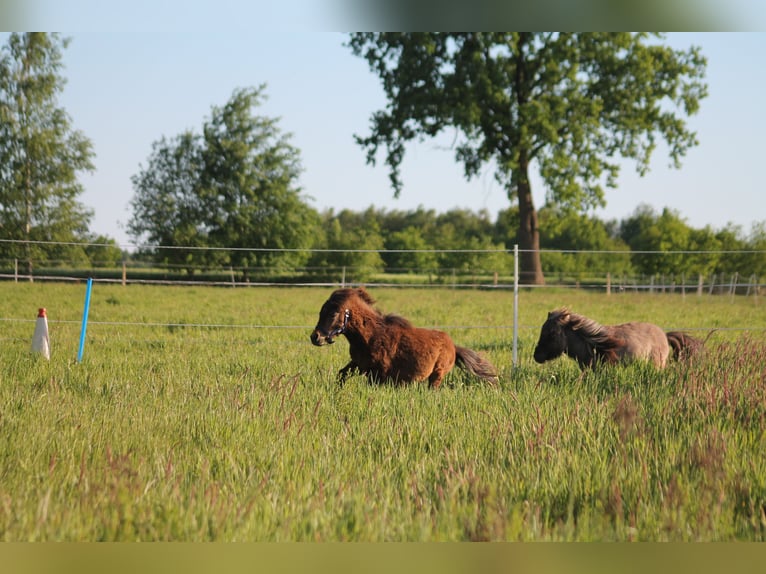 Shetland Ponies Mix Stallion 2 years 8,2 hh Bay-Dark in Kasseburg