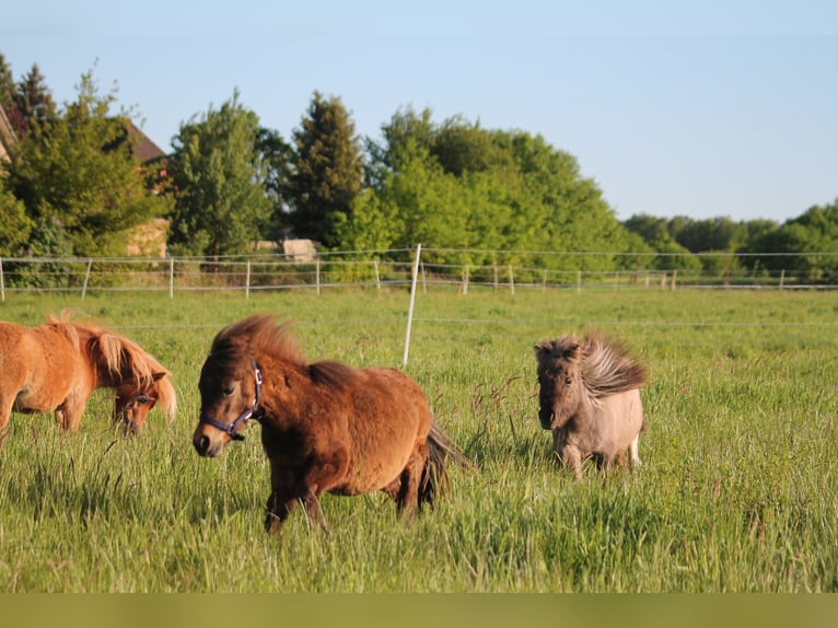 Shetland Ponies Mix Stallion 2 years 8,2 hh Bay-Dark in Kasseburg