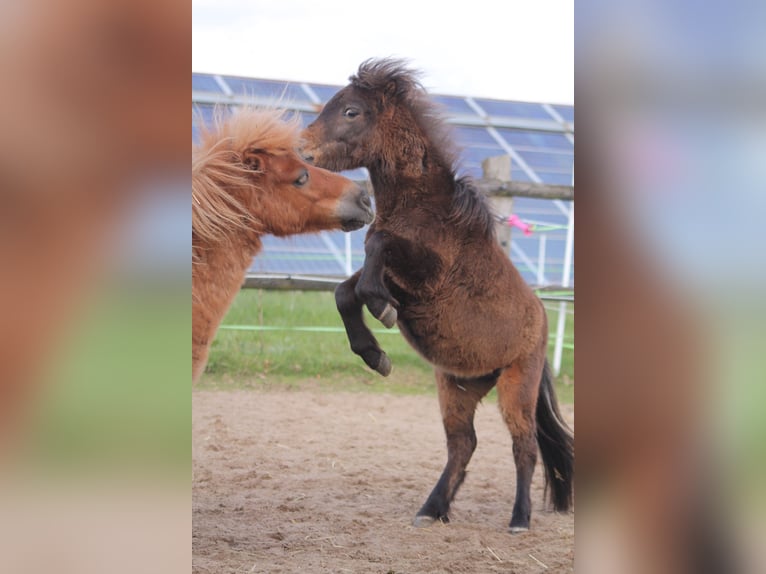 Shetland Ponies Mix Stallion 2 years 8,2 hh Bay-Dark in Kasseburg