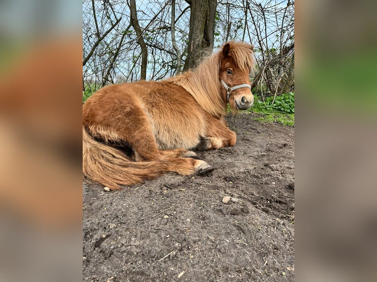 Shetland Ponies Stallion 2 years 8,2 hh Chestnut-Red in Hemmingstedt