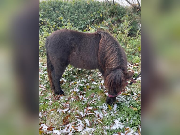 Shetland Ponies Stallion 2 years 8,2 hh Chestnut-Red in Hemmingstedt