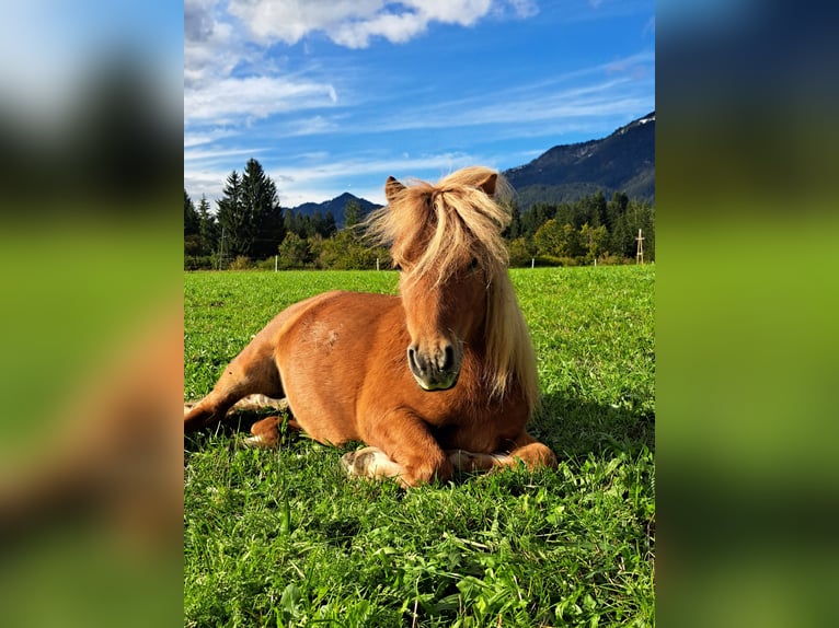 Shetland Ponies Stallion 2 years 8,3 hh Chestnut-Red in Hermagor-Pressegger See