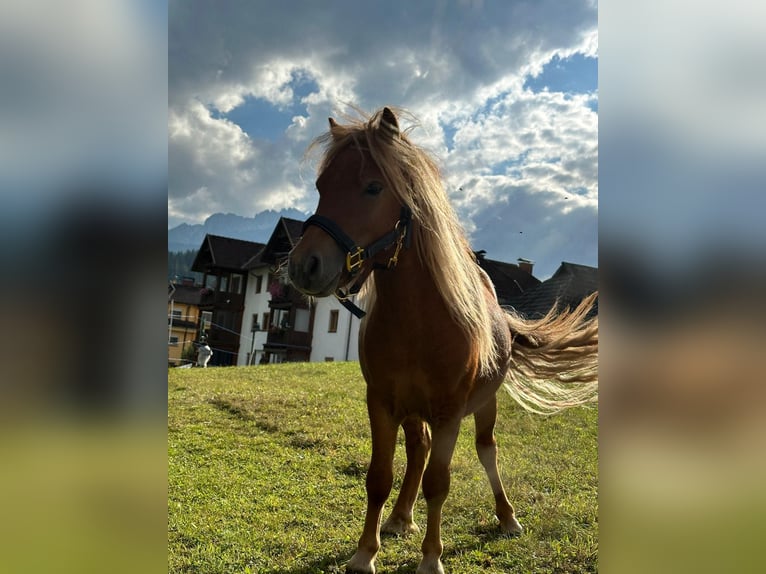 Shetland Ponies Stallion 2 years 8,3 hh Chestnut-Red in Hermagor-Pressegger See