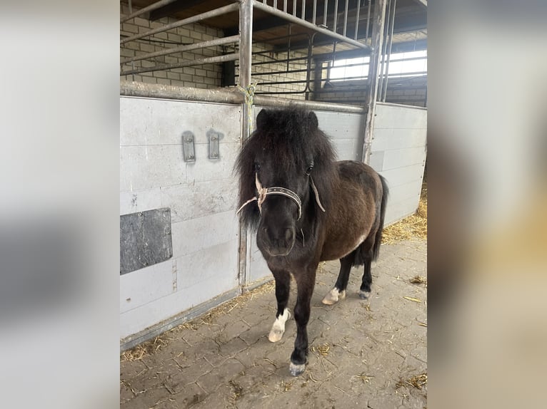 Shetland Ponies Stallion 2 years 8,3 hh Pinto in Belm