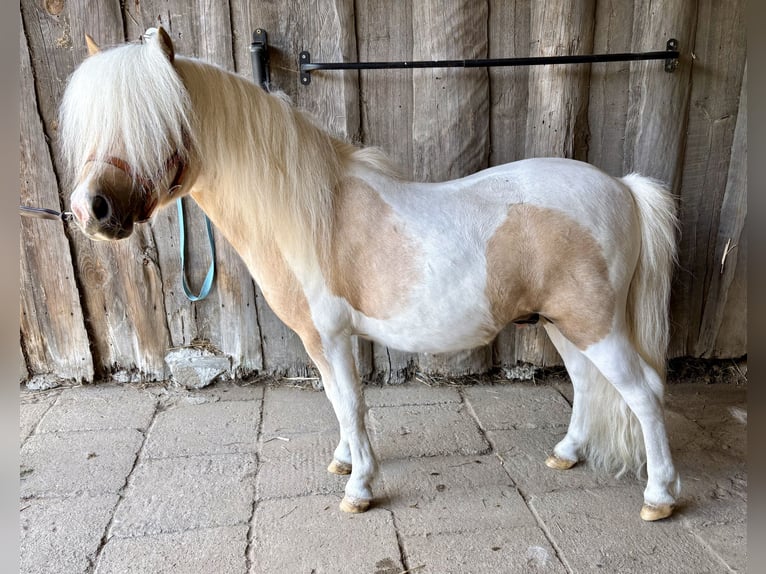 Shetland Ponies Stallion 2 years 8 hh Pinto in Porządzie