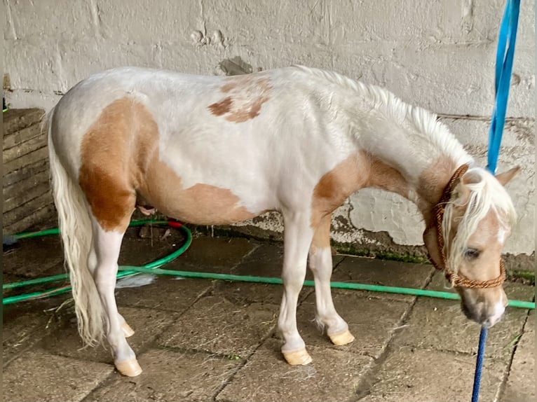Shetland Ponies Stallion 2 years 8 hh Pinto in Porządzie