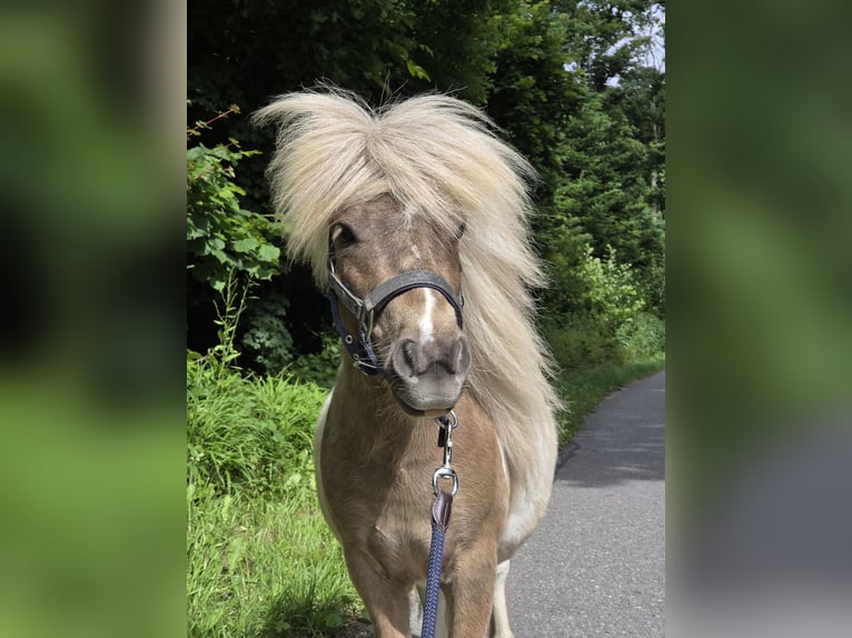 Shetland Ponies Stallion 2 years 8,1 hh in Gals