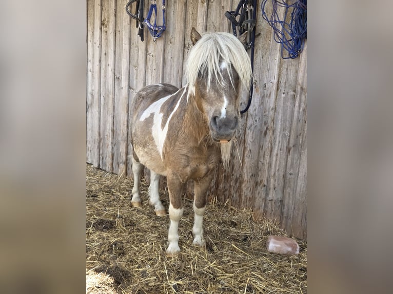 Shetland Ponies Stallion 2 years 8,1 hh in Gals