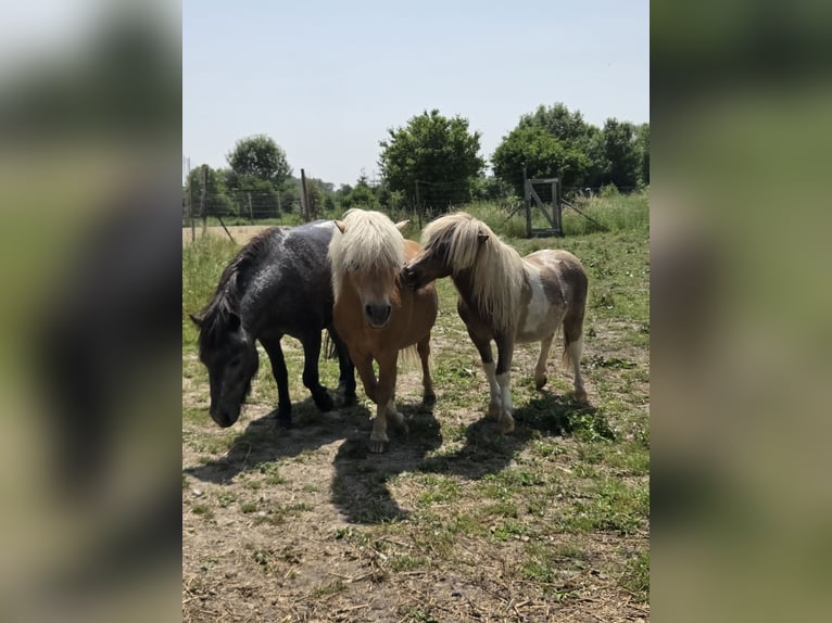 Shetland Ponies Stallion 2 years 8,1 hh in Gals