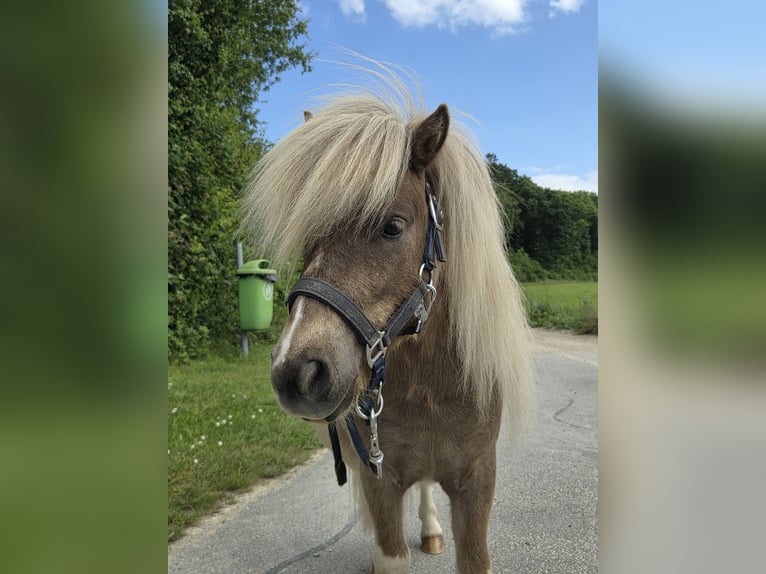 Shetland Ponies Stallion 2 years 8,1 hh in Gals