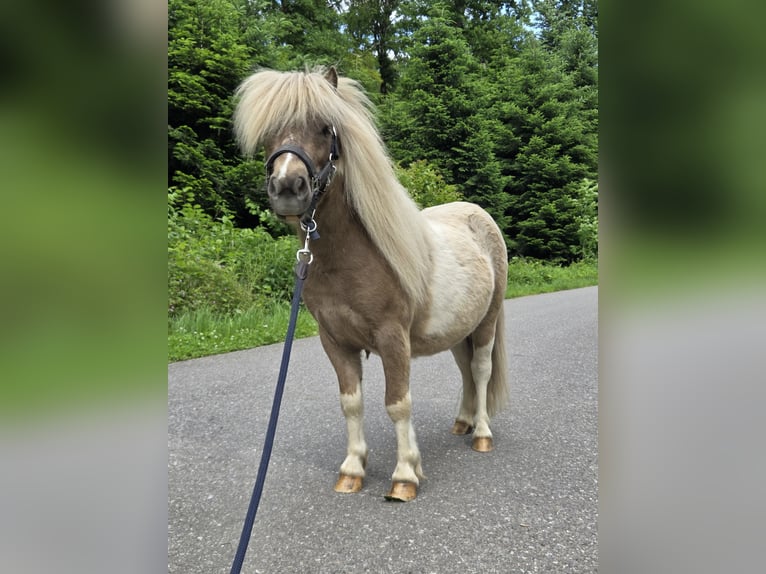 Shetland Ponies Stallion 2 years 8,1 hh in Gals