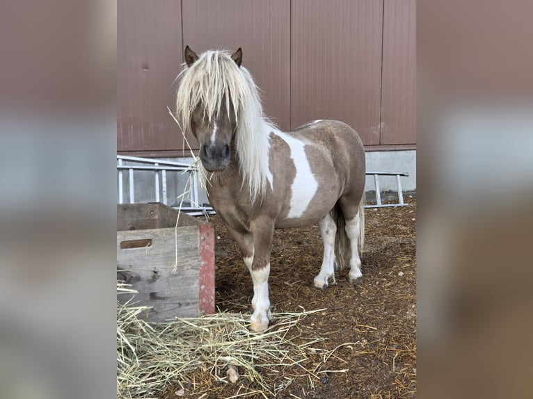 Shetland Ponies Stallion 2 years 8,1 hh in Gals
