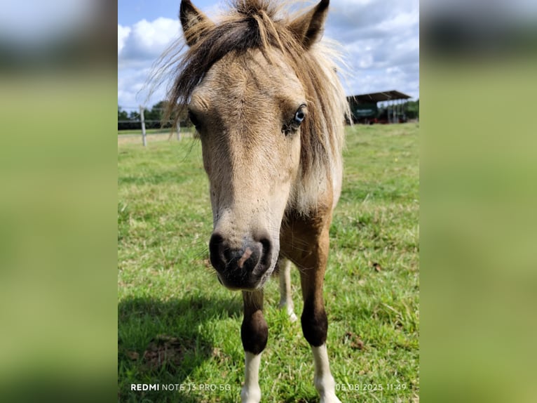 Shetland Ponies Mix Stallion 2 years 8,2 hh Overo-all-colors in Ostbevern