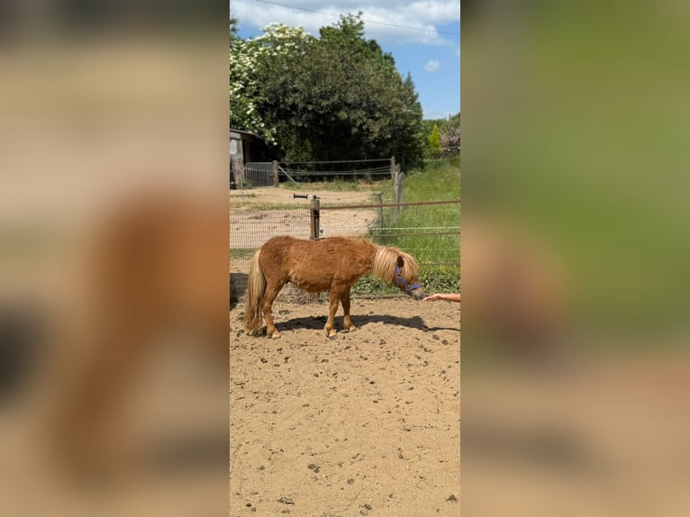Shetland Ponies Stallion 2 years 8,3 hh in Mettmann