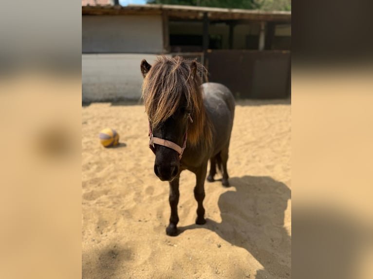 Shetland Ponies Stallion 2 years 8,3 hh in Mettmann