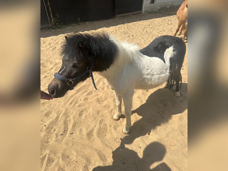 Shetland Ponies Stallion 2 years 8,3 hh in Mettmann