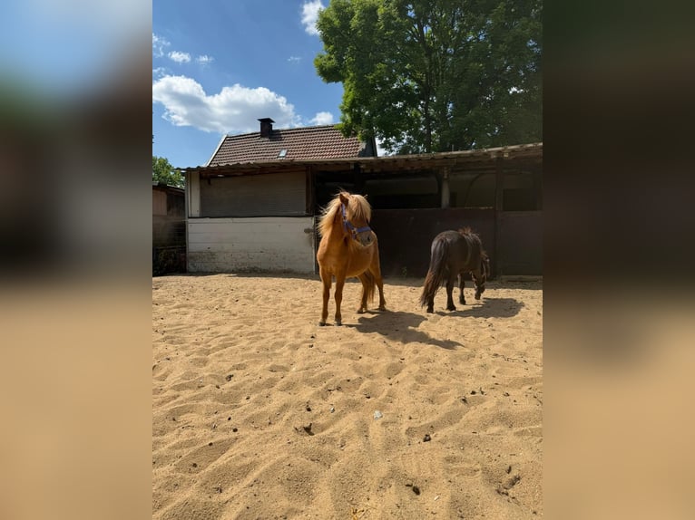 Shetland Ponies Stallion 2 years 8,3 hh in Mettmann