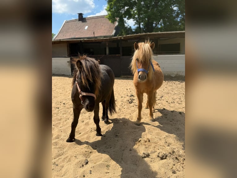 Shetland Ponies Stallion 2 years 8,3 hh in Mettmann