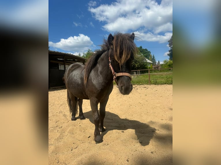 Shetland Ponies Stallion 2 years 8,3 hh in Mettmann