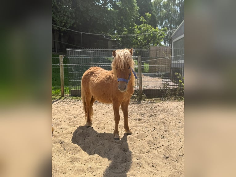 Shetland Ponies Stallion 2 years 8,3 hh in Mettmann