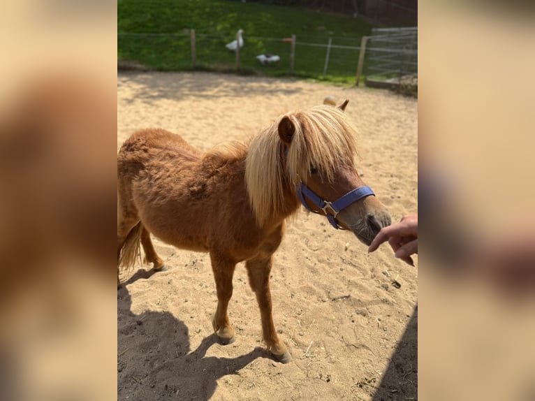 Shetland Ponies Stallion 2 years 8,3 hh in Mettmann