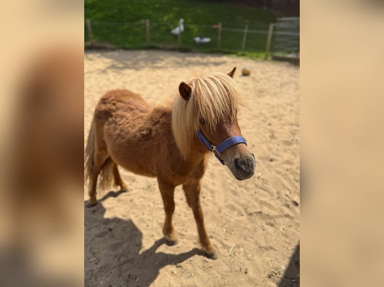 Shetland Ponies Stallion 2 years 8,3 hh in Mettmann